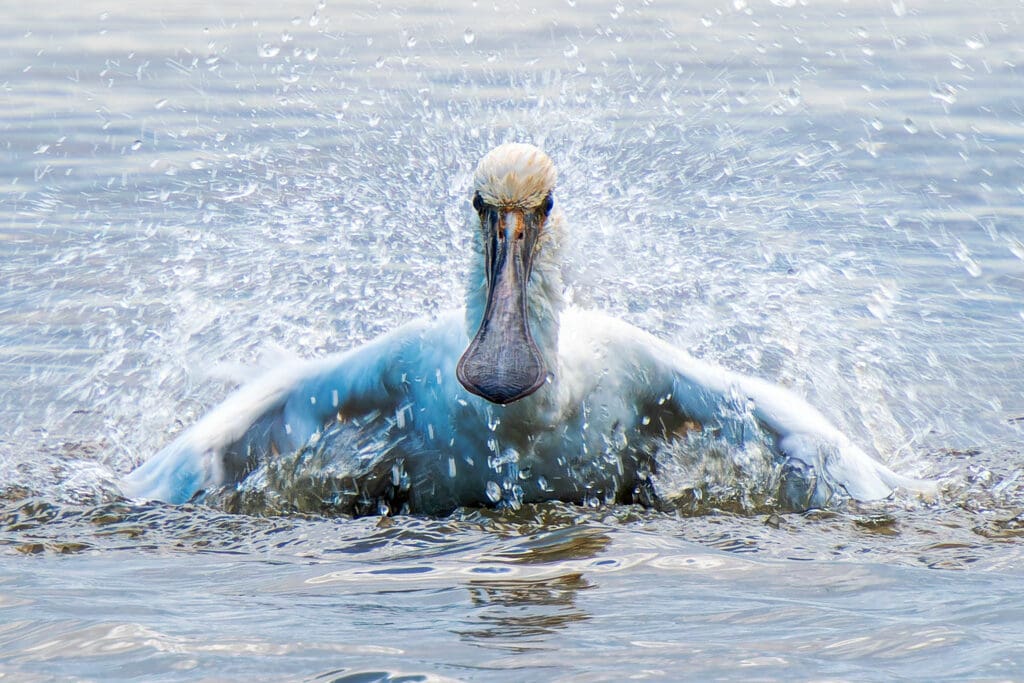 Spoonbill landing on water