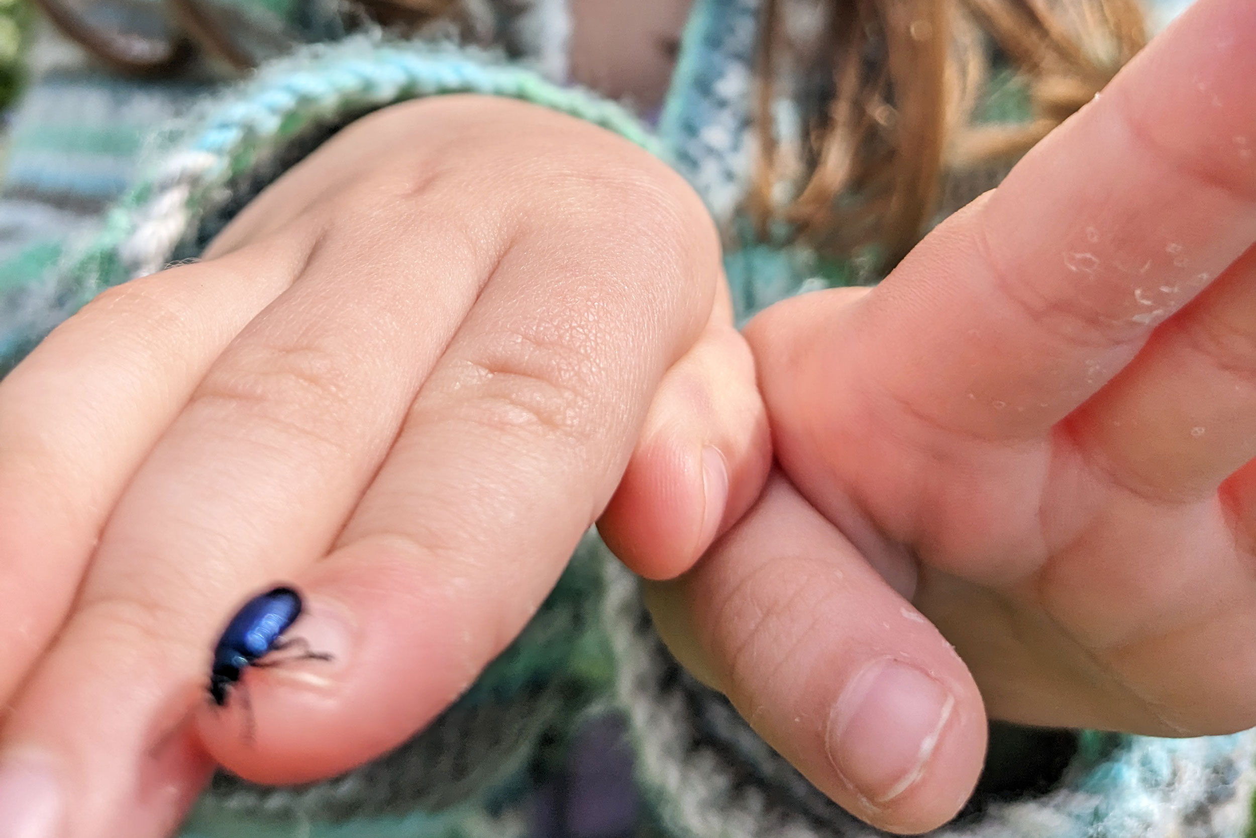 Beetle crawling on little girls hands