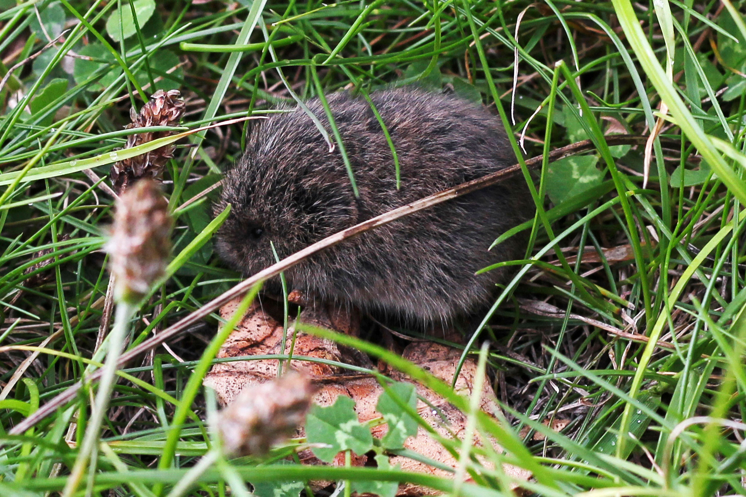 A Field Vole in grass