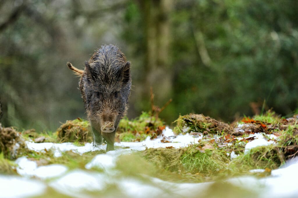 Wild boar on snowy ground