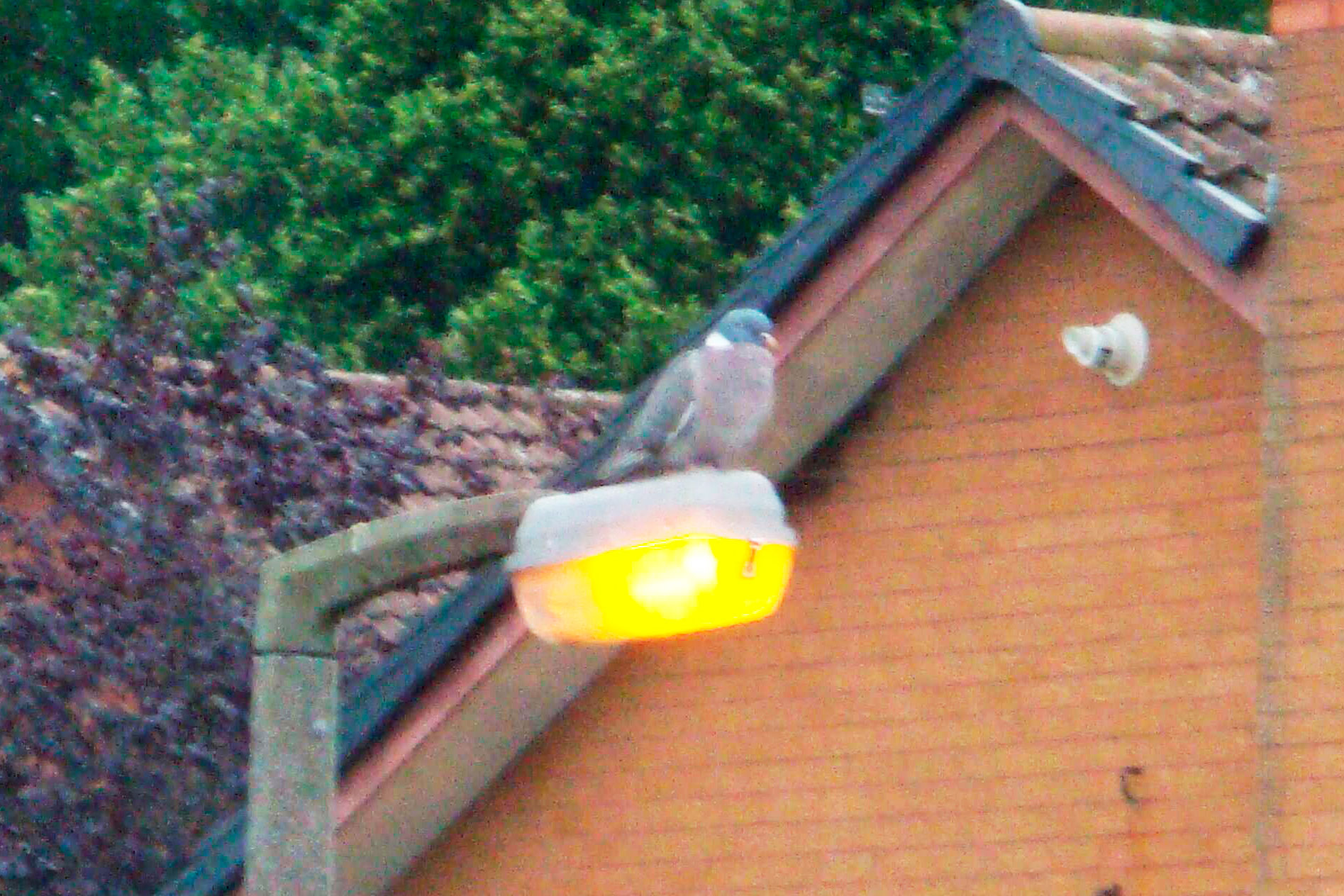 Woodpigeon sitting on a streetlamp