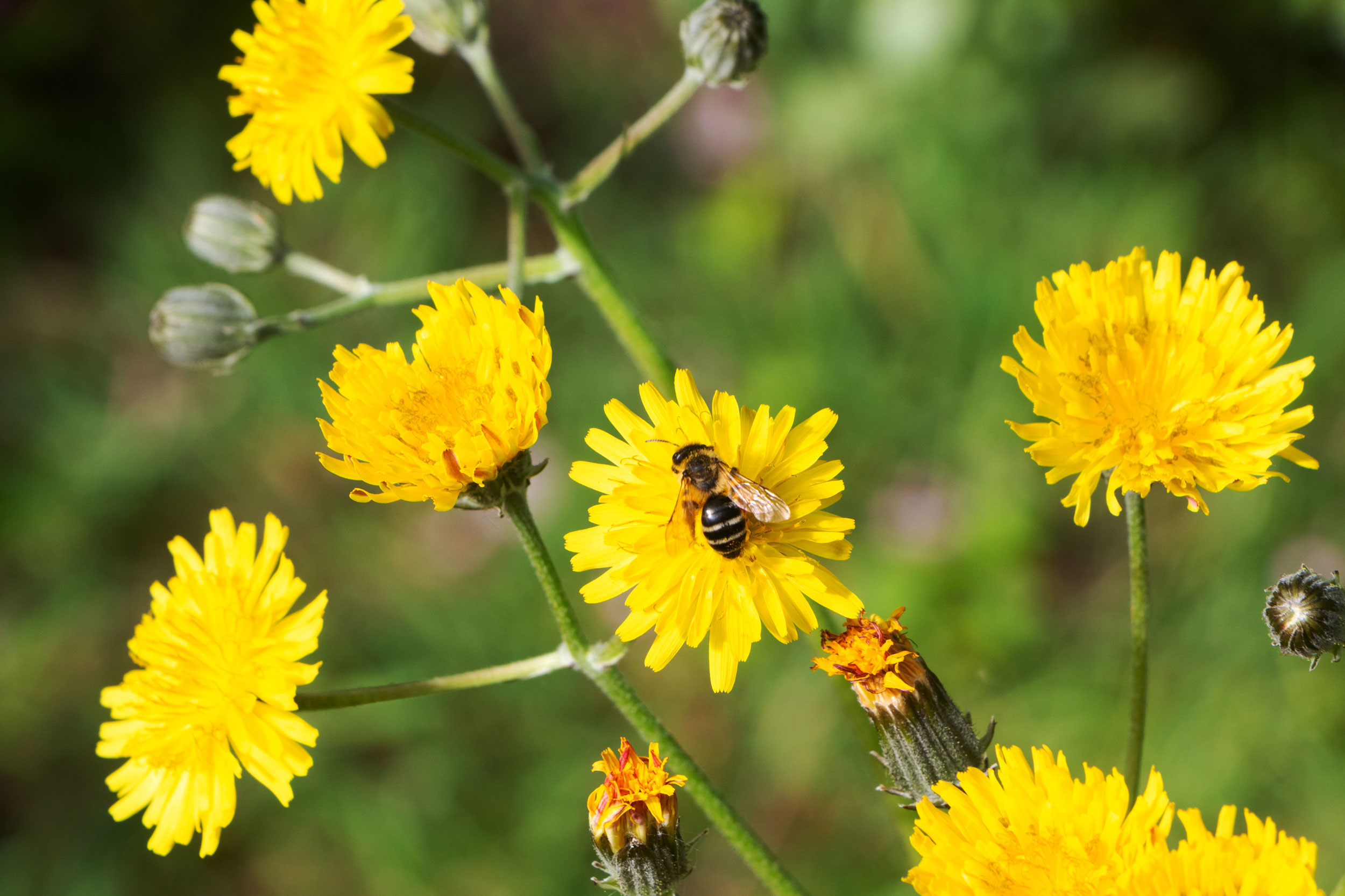 Yellow-legged Mining-Bee on flower