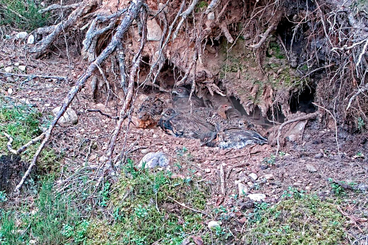 A brood of six Capercaillie chicks cleaning themselves in a dust bath