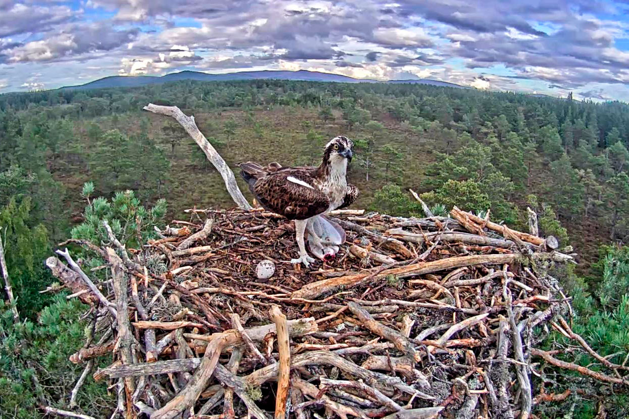 Osprey sitting in nest