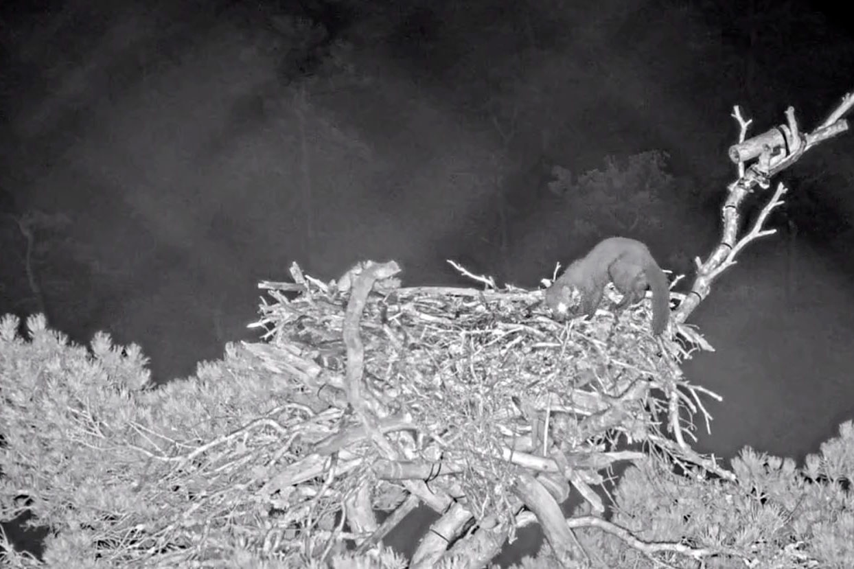 A pine marten exploring an Osprey nest