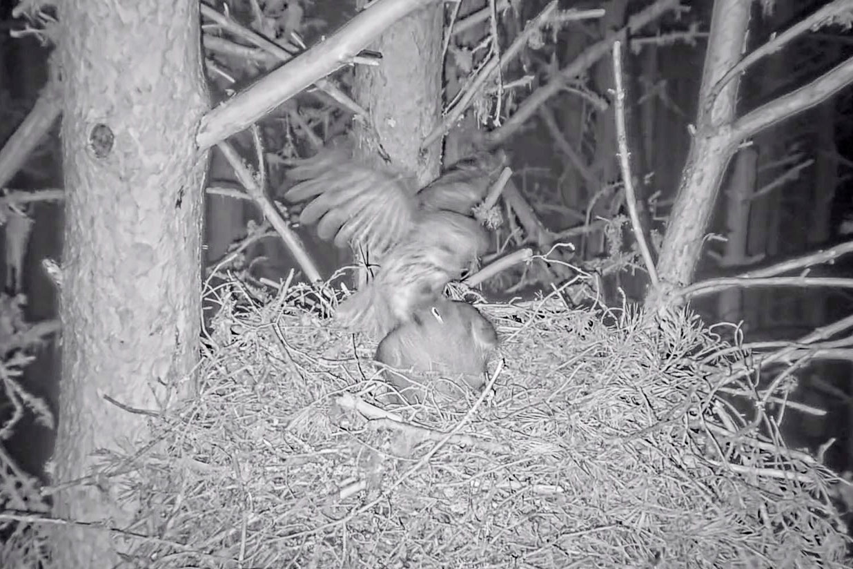 Tawny owl invading Goshawk nest