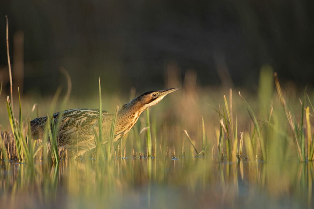 Bittern walking through marshland