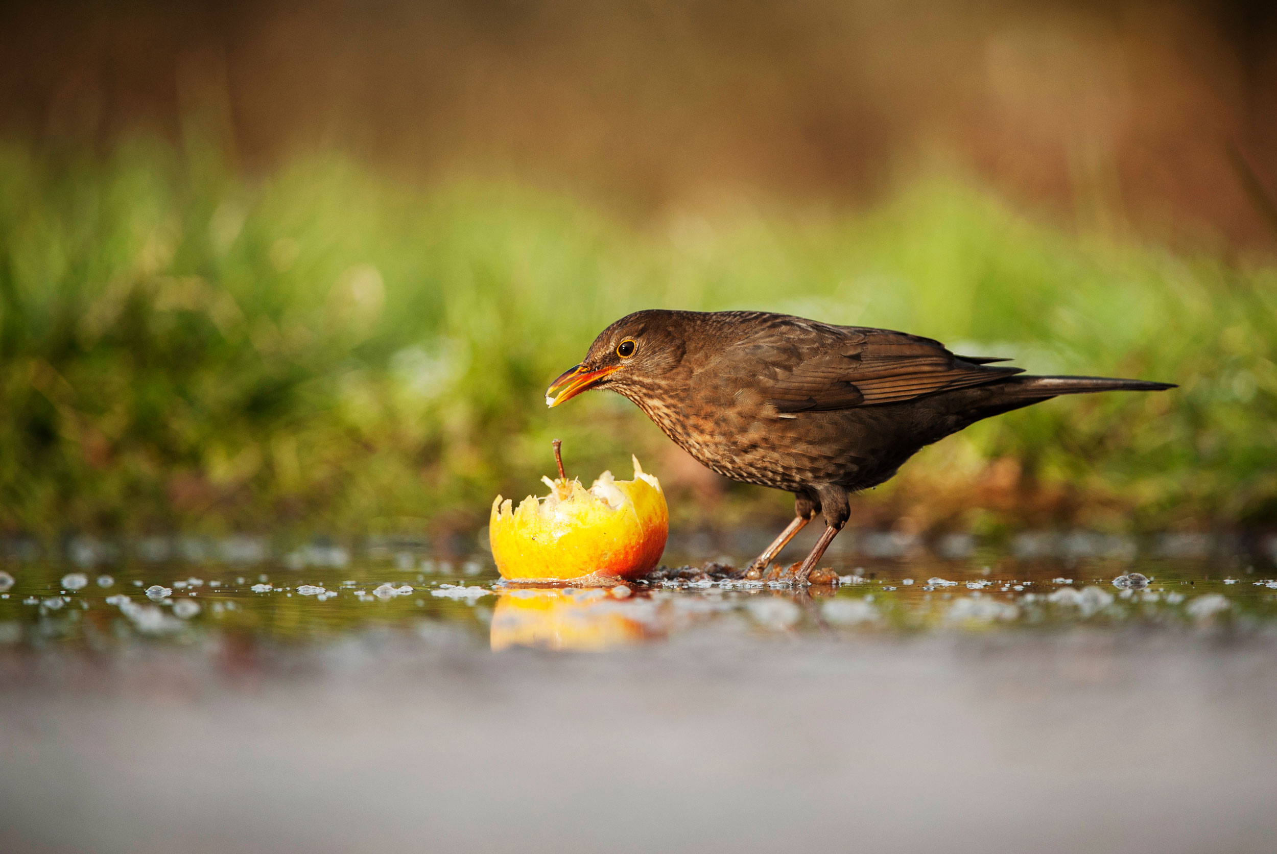 Blackbird eating an apple