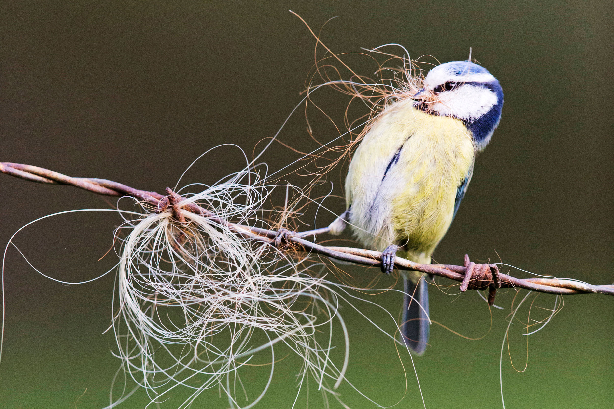 Blue Tit gathering nesting material.