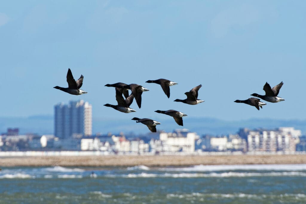 Brent Geese flying over flooded marshland at Pagham Harbour.