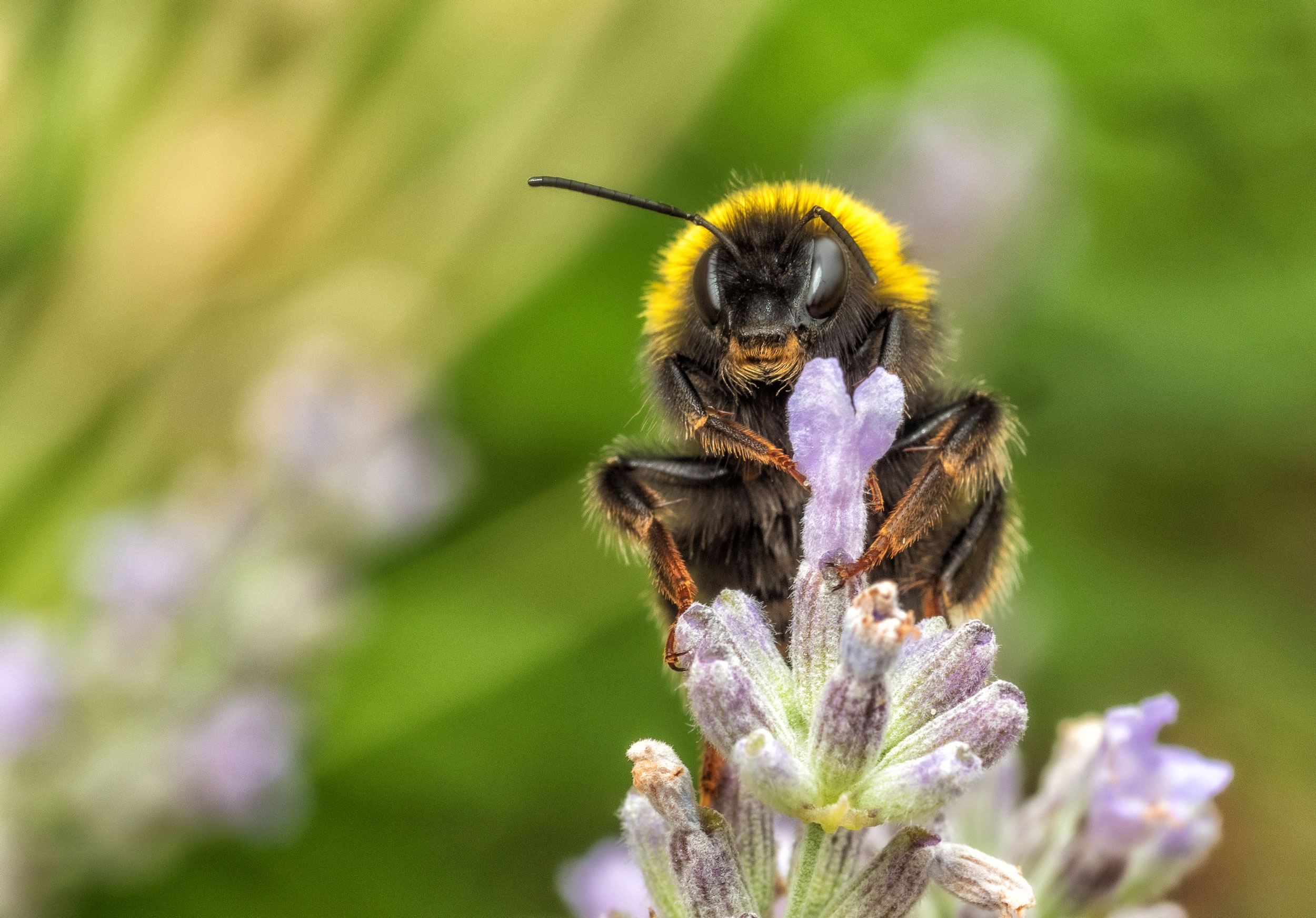 Bumblebee collecting pollen from a flower