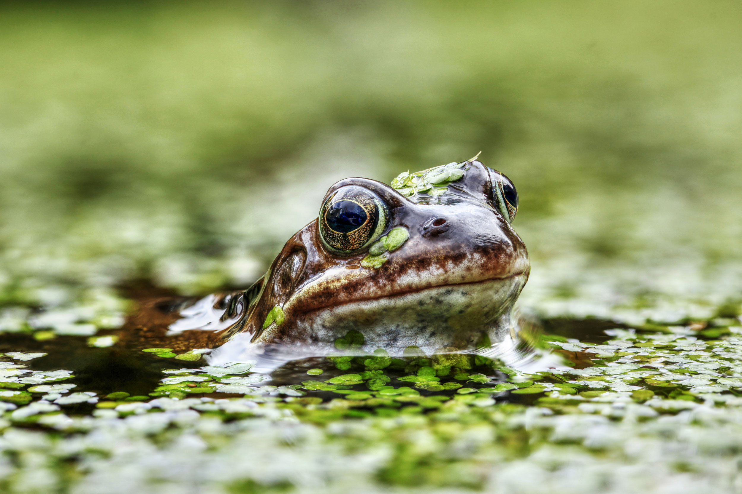 Common Frog in pond