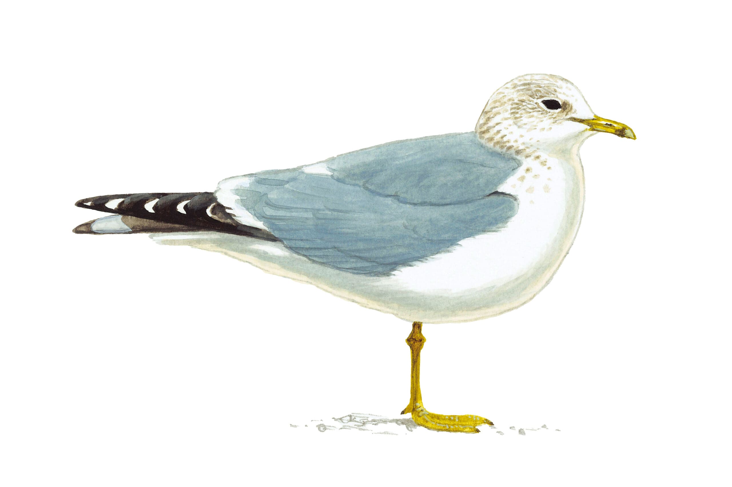 Illustration of Common Gull