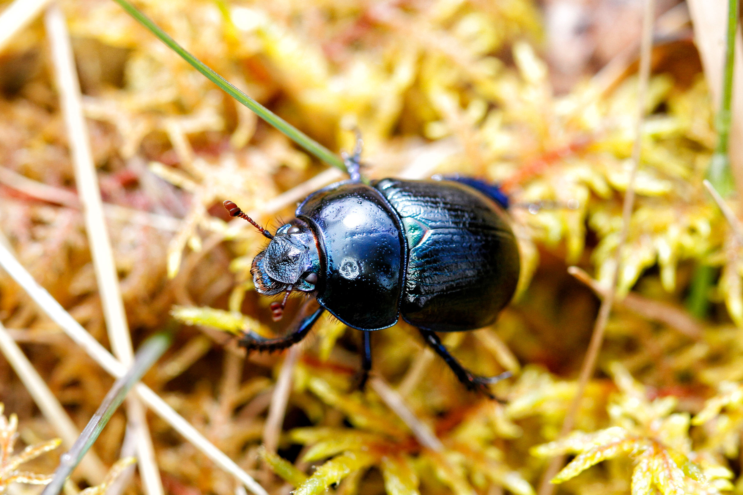 Dung Beetle in foliage