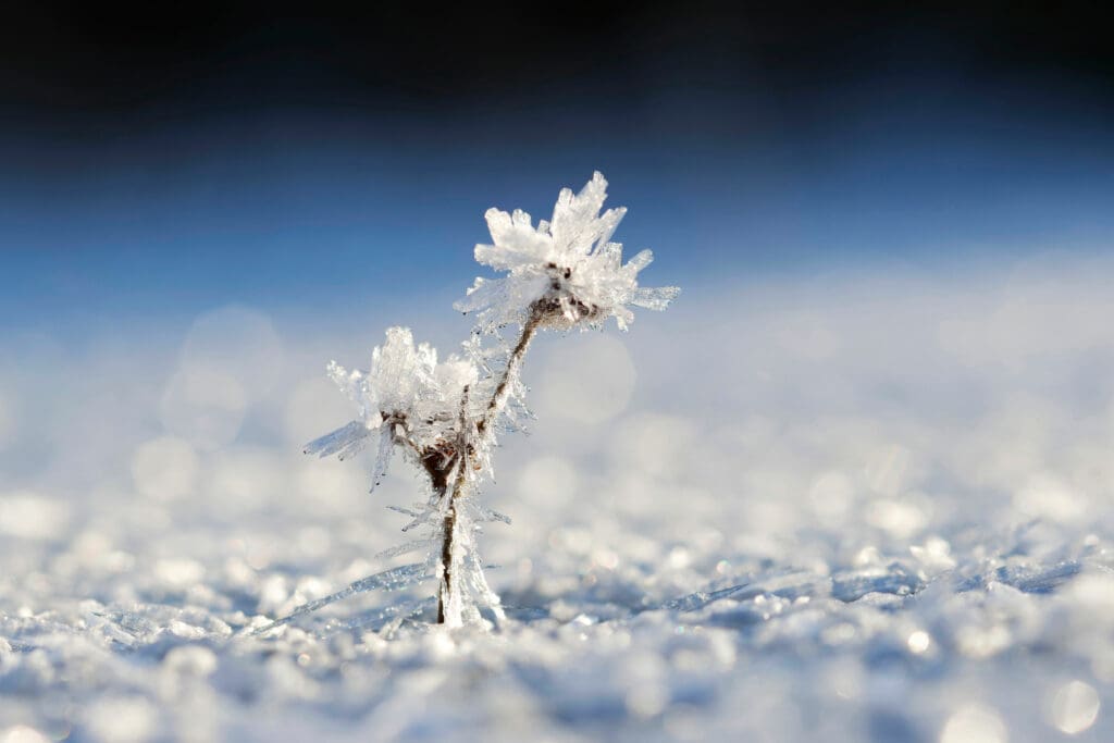 Plant growing through frost.