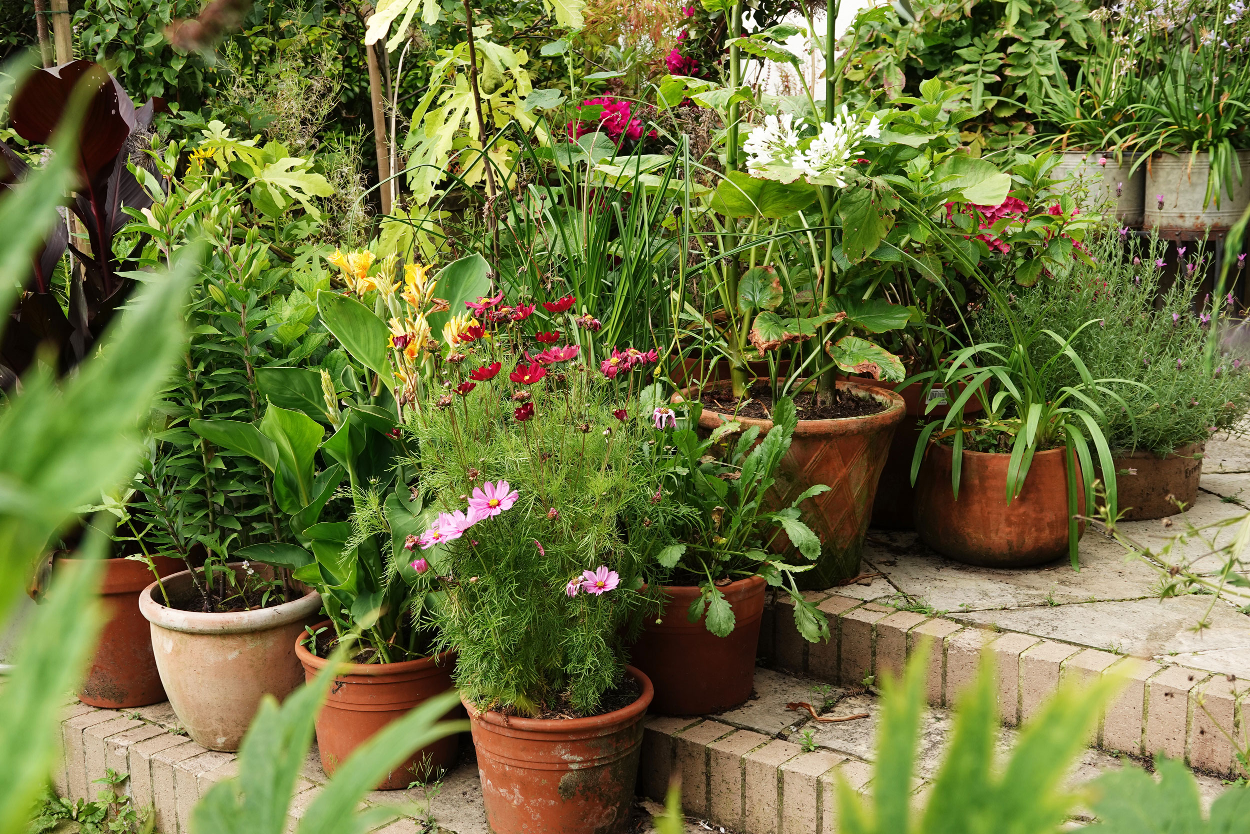 Plants in pots in a garden