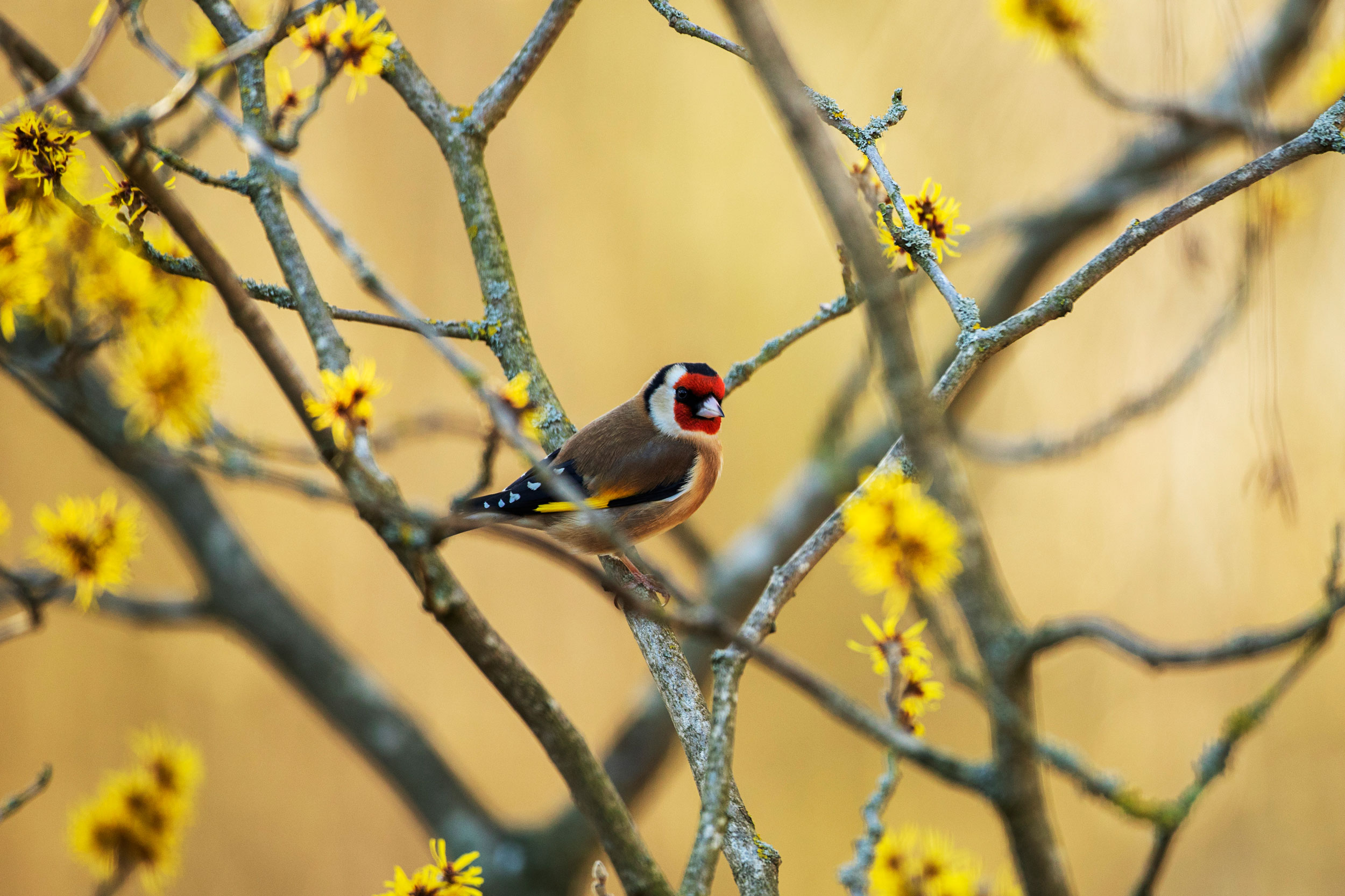 Goldfinch in tree