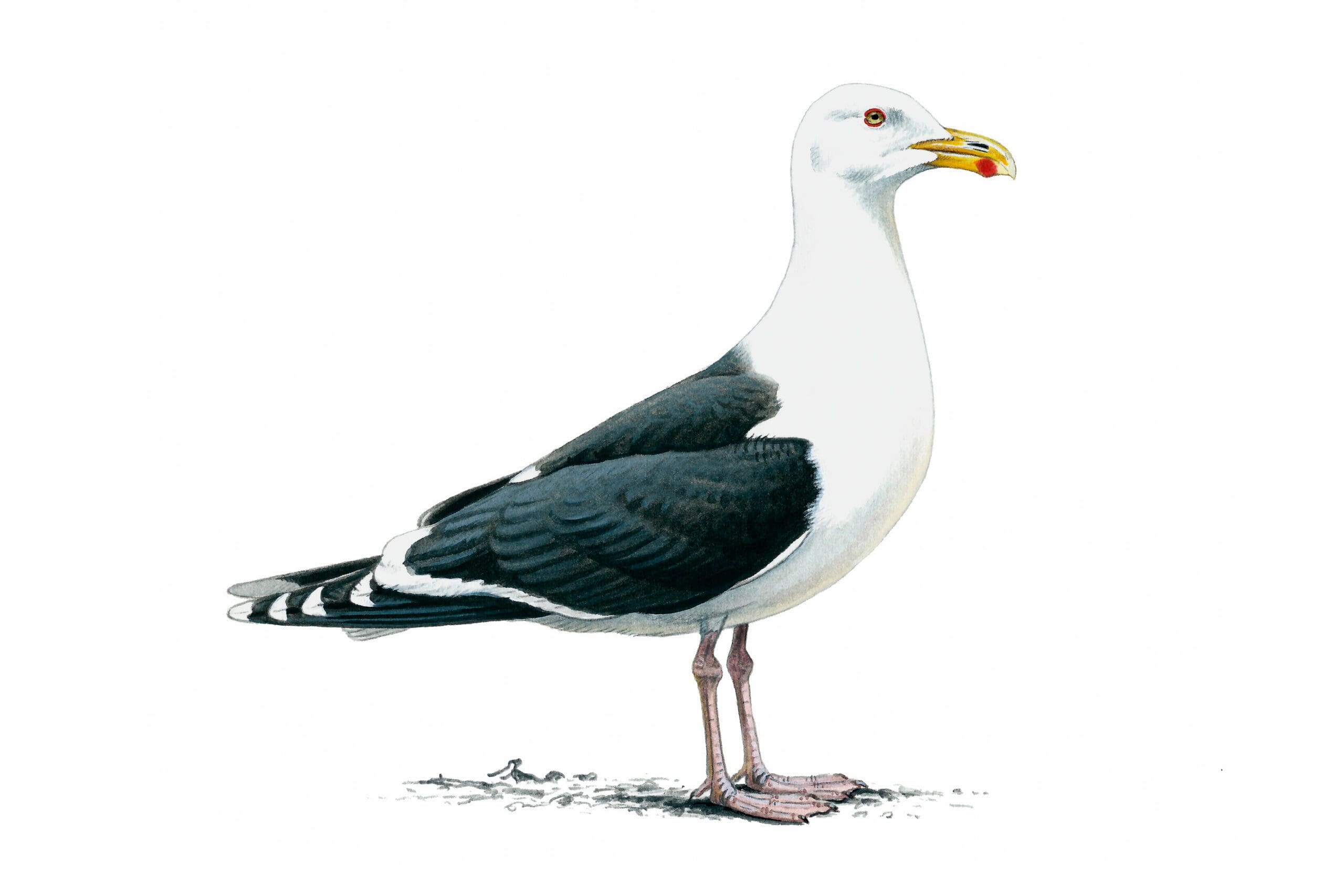 Illustration of Great Black-backed Gull