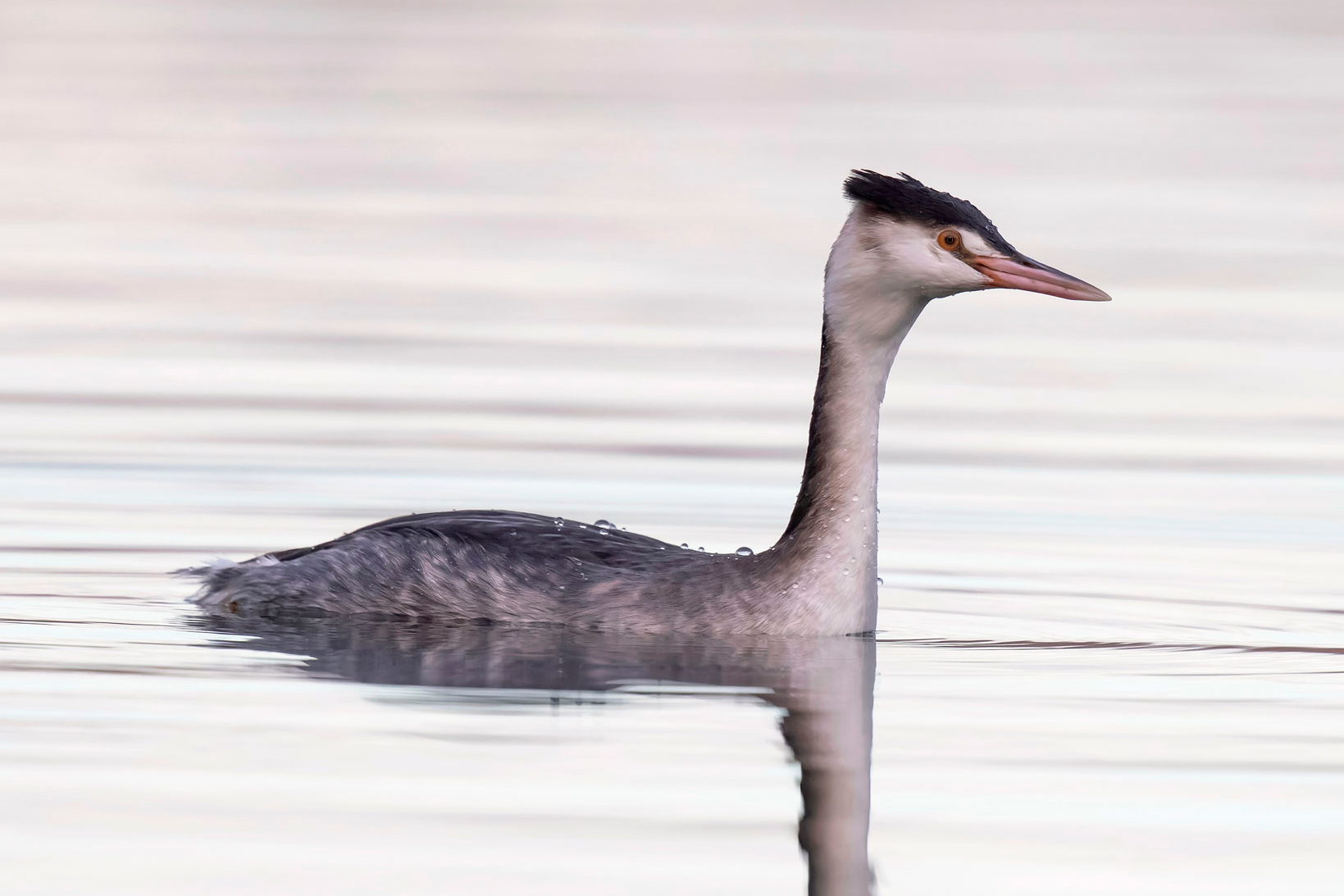 Great Crested Grebe on water