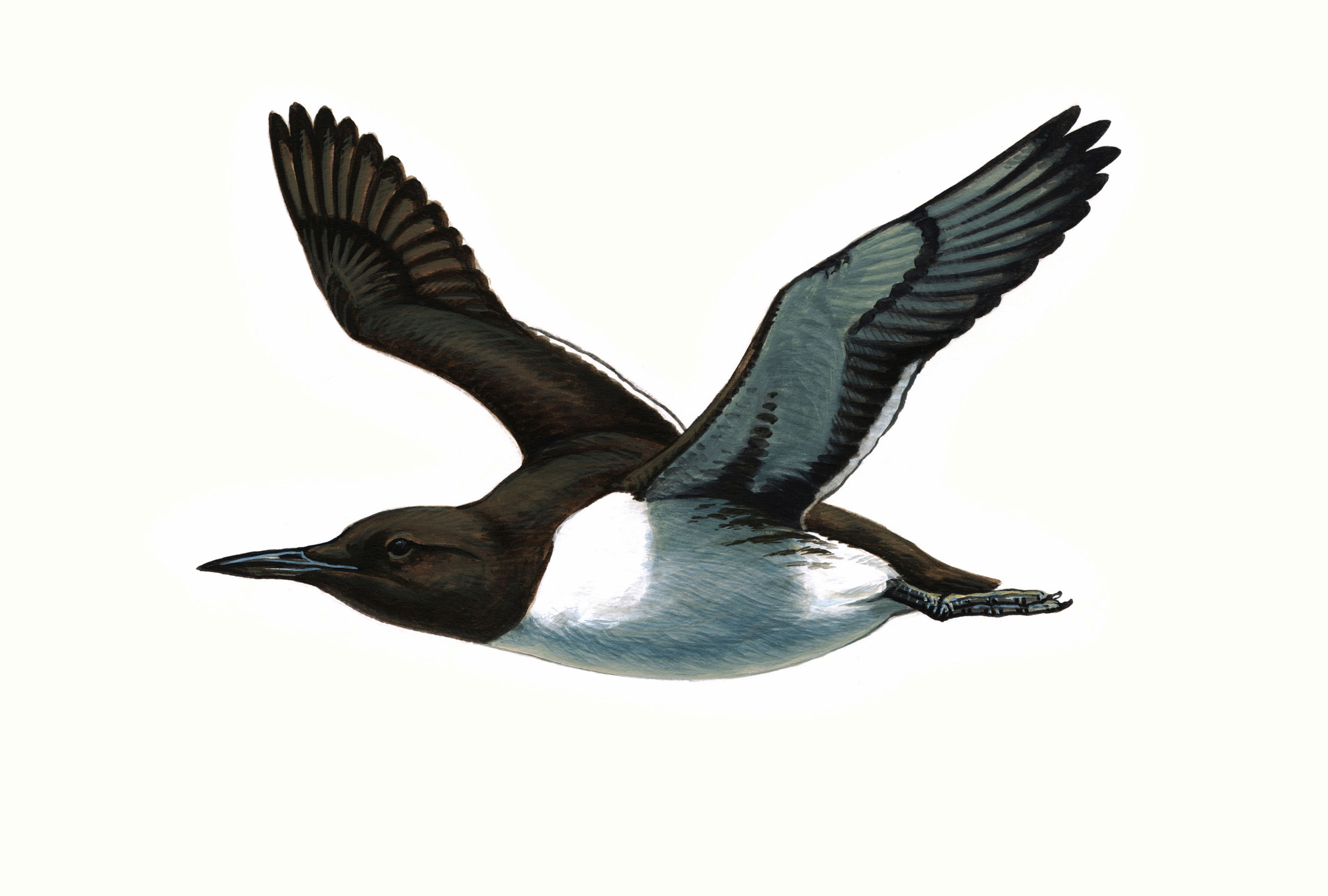 Illustration of Guillemot in summer