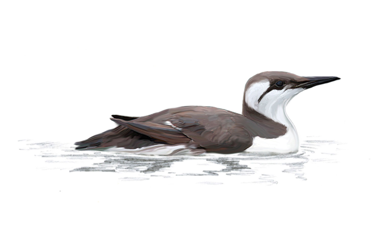 Illustration of Guillemot in winter