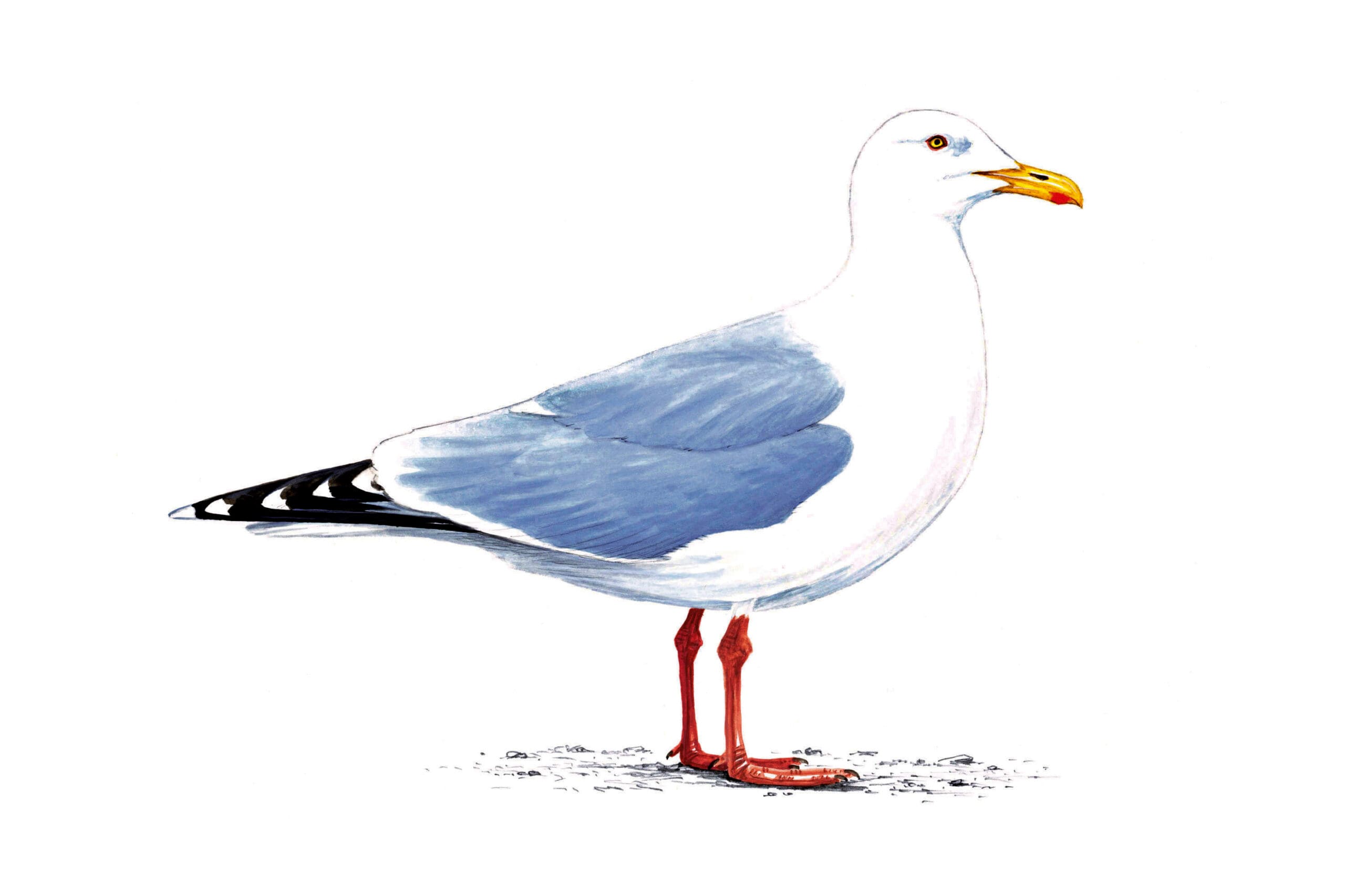 Illustration of Herring Gull