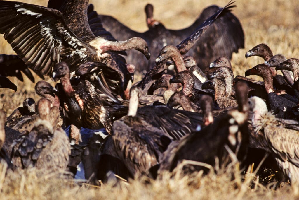 Indian vultures feeding