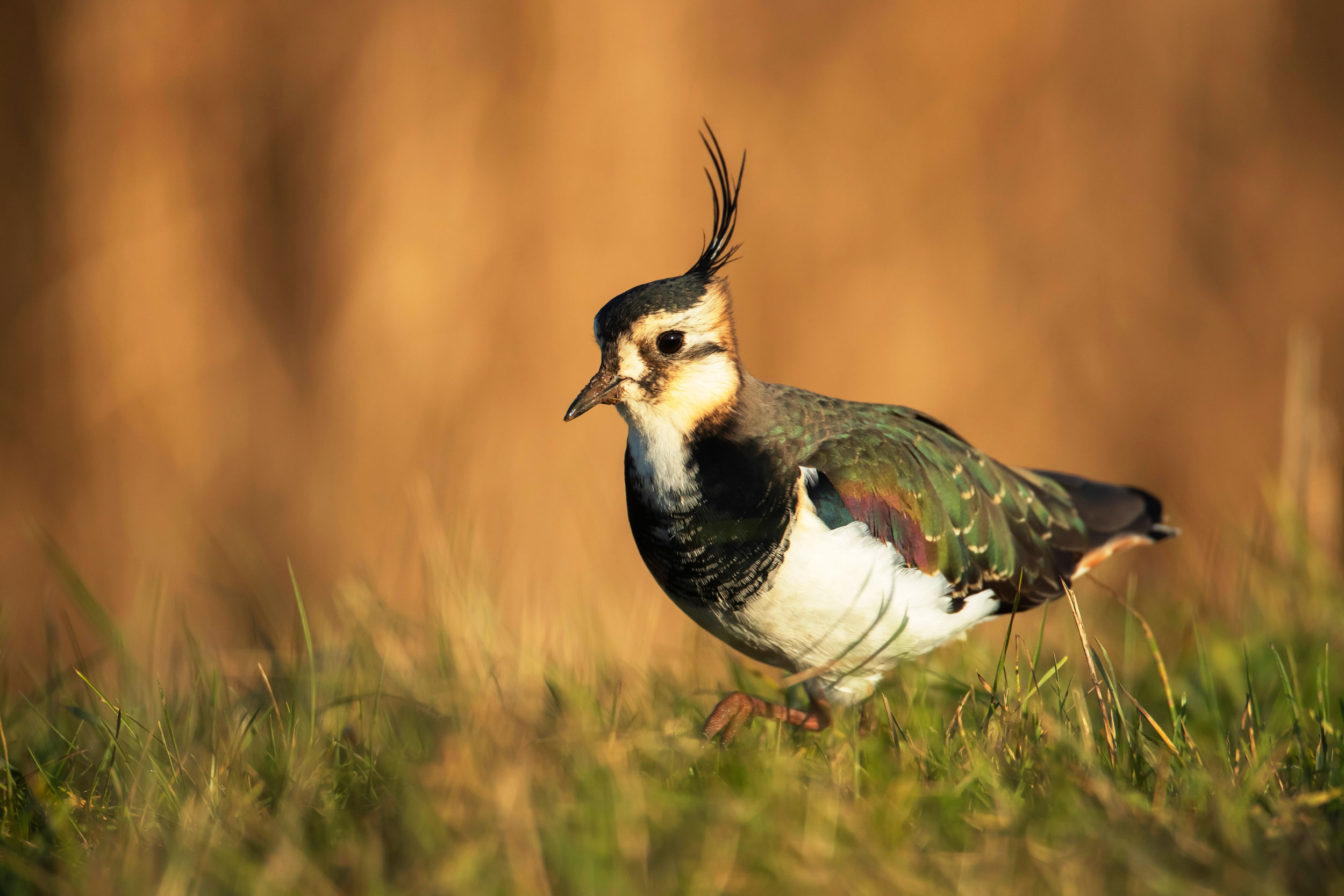 Lapwing on grass