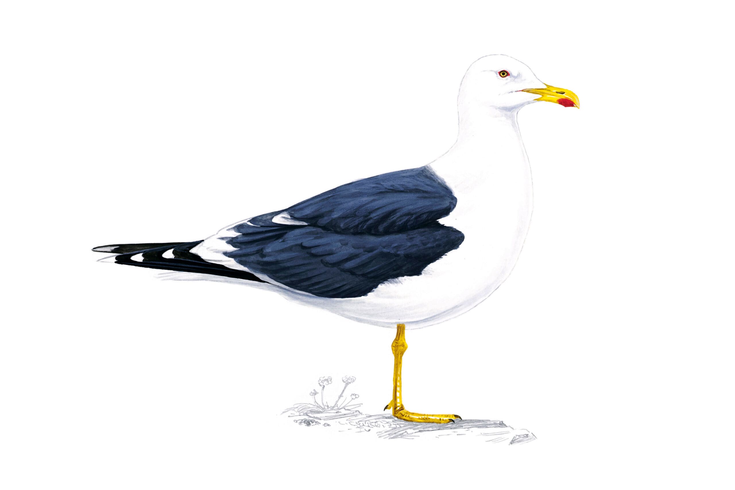 Illustration of Lesser Black-backed Gull