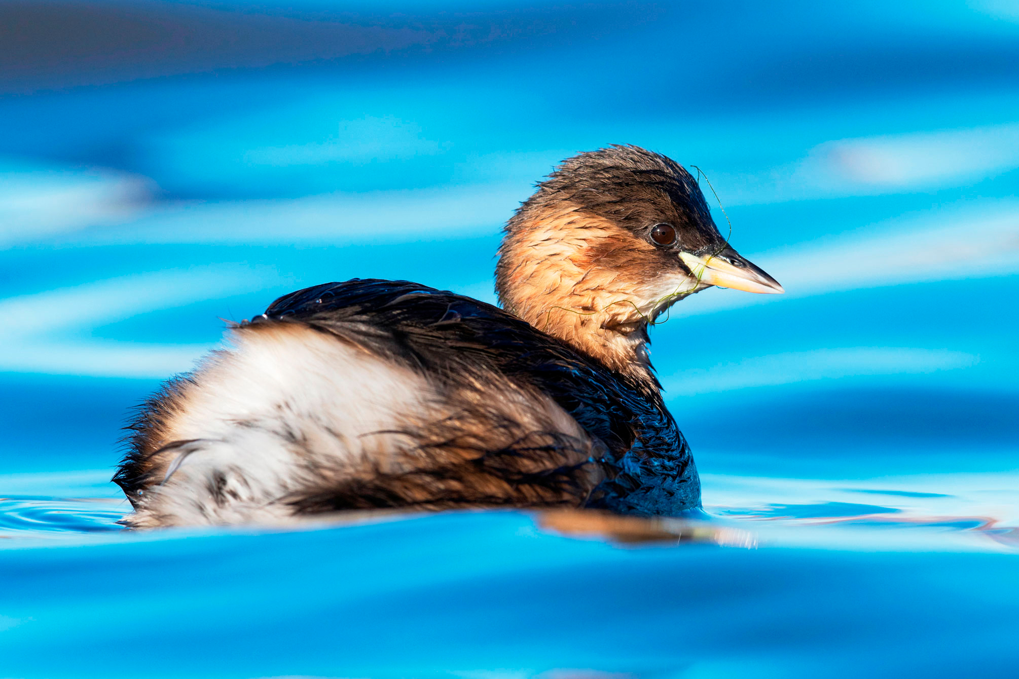 Little Grebe on water