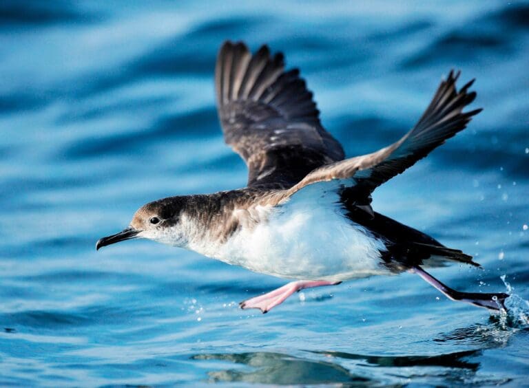 Manx Shearwater landing on water