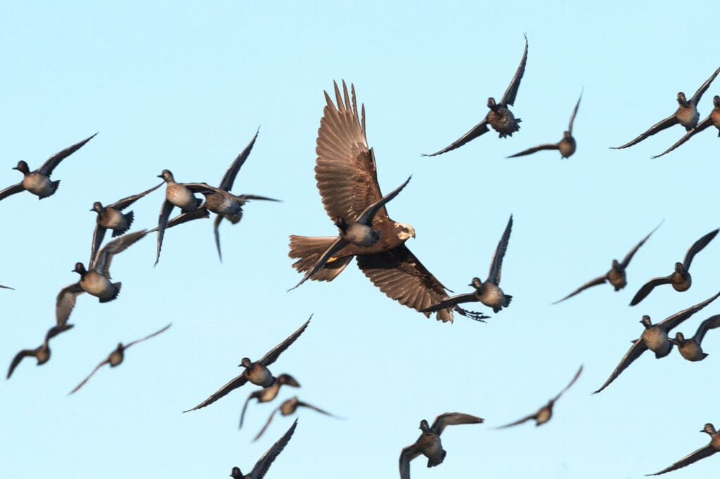 Marsh Harrier hunting among Teal.