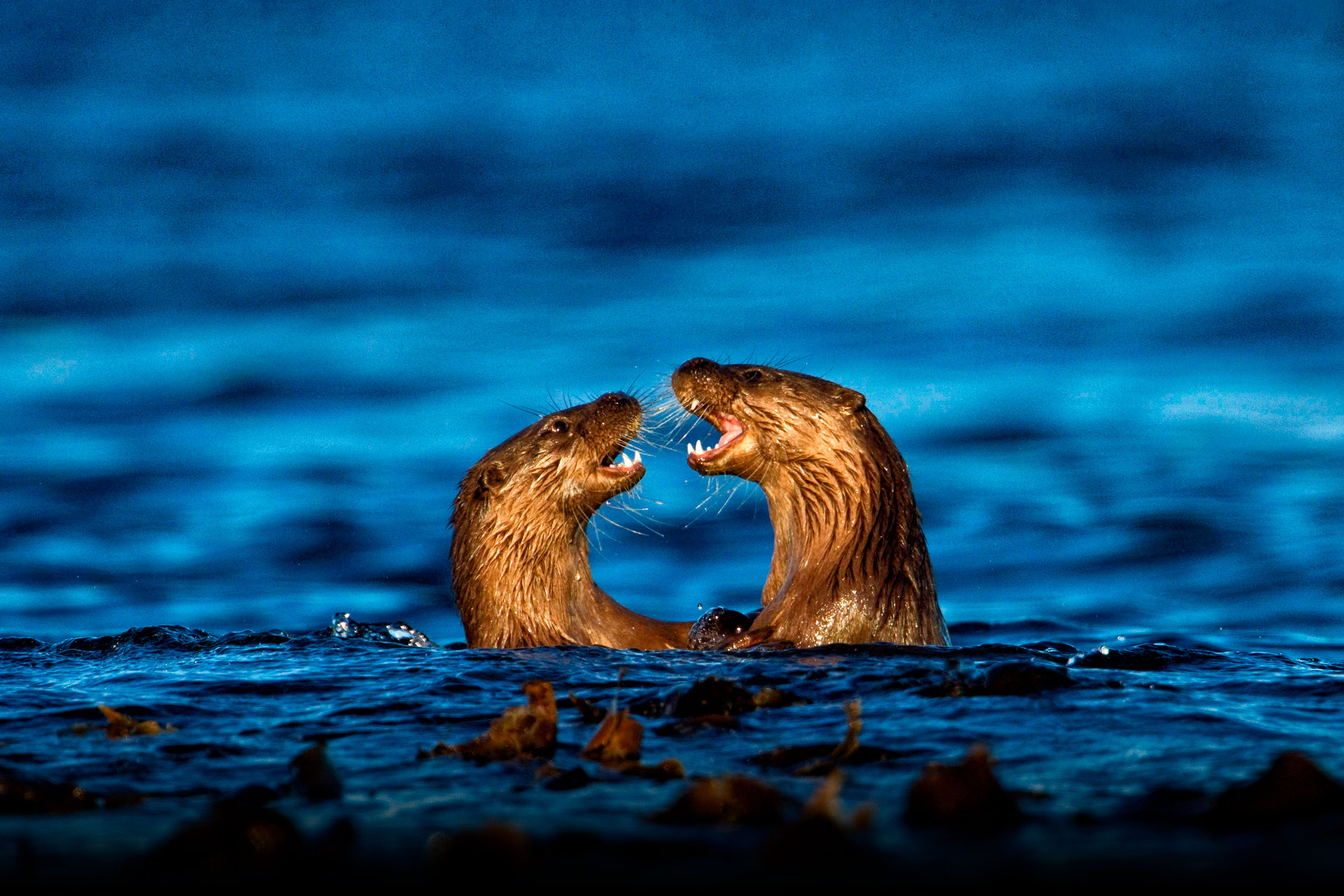 Otters playing in the water