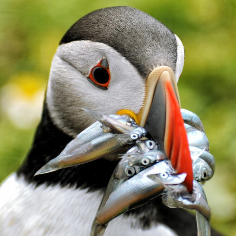 Puffin with sandeels in its beak