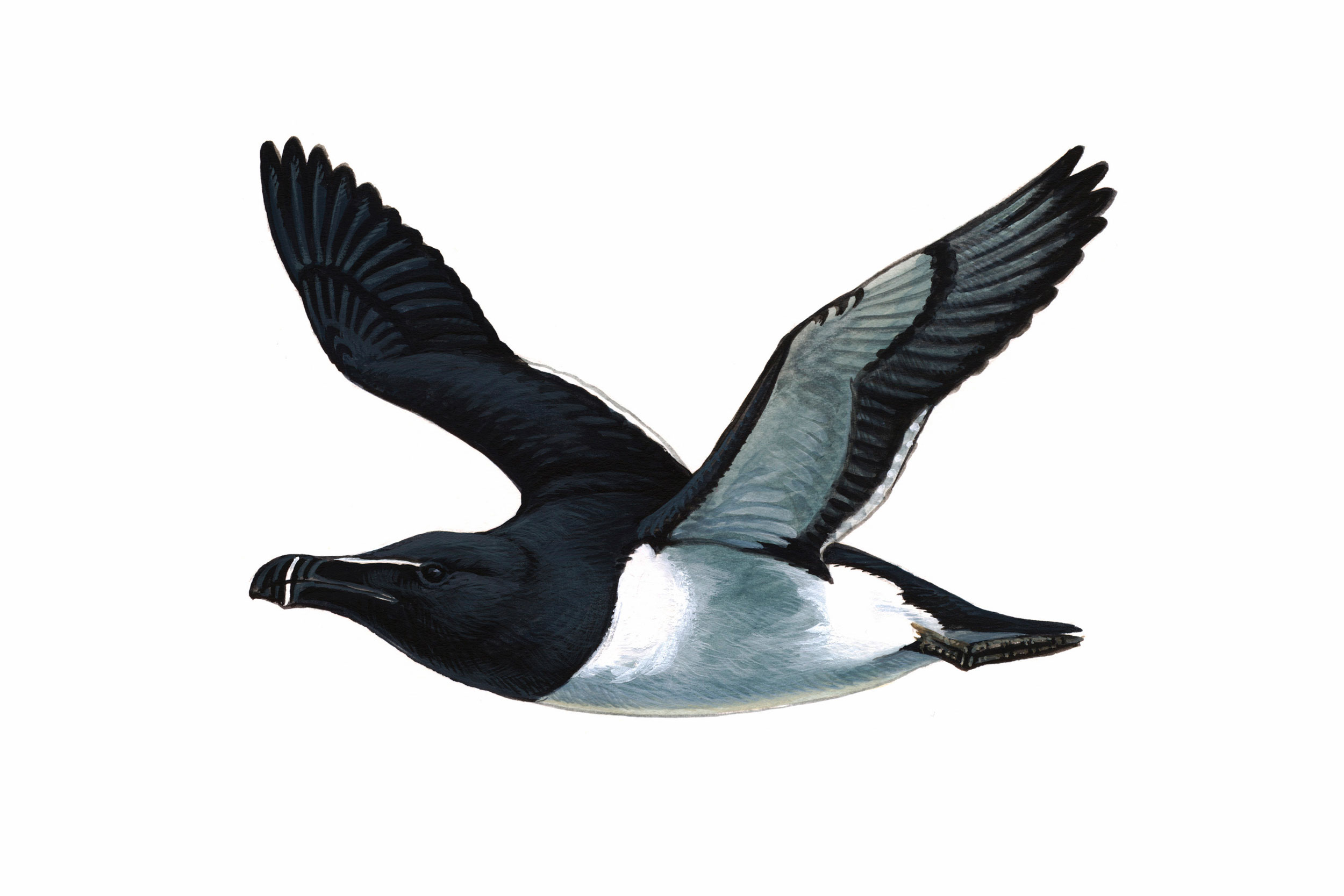 Illustration of Razorbill in summer