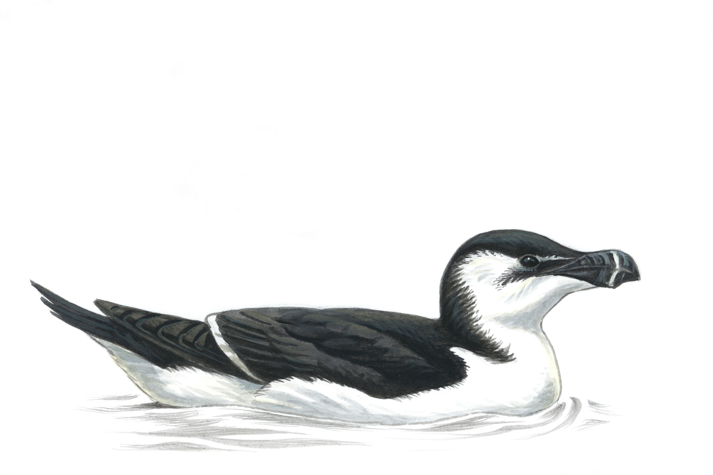 Illustration of Razorbill in winter