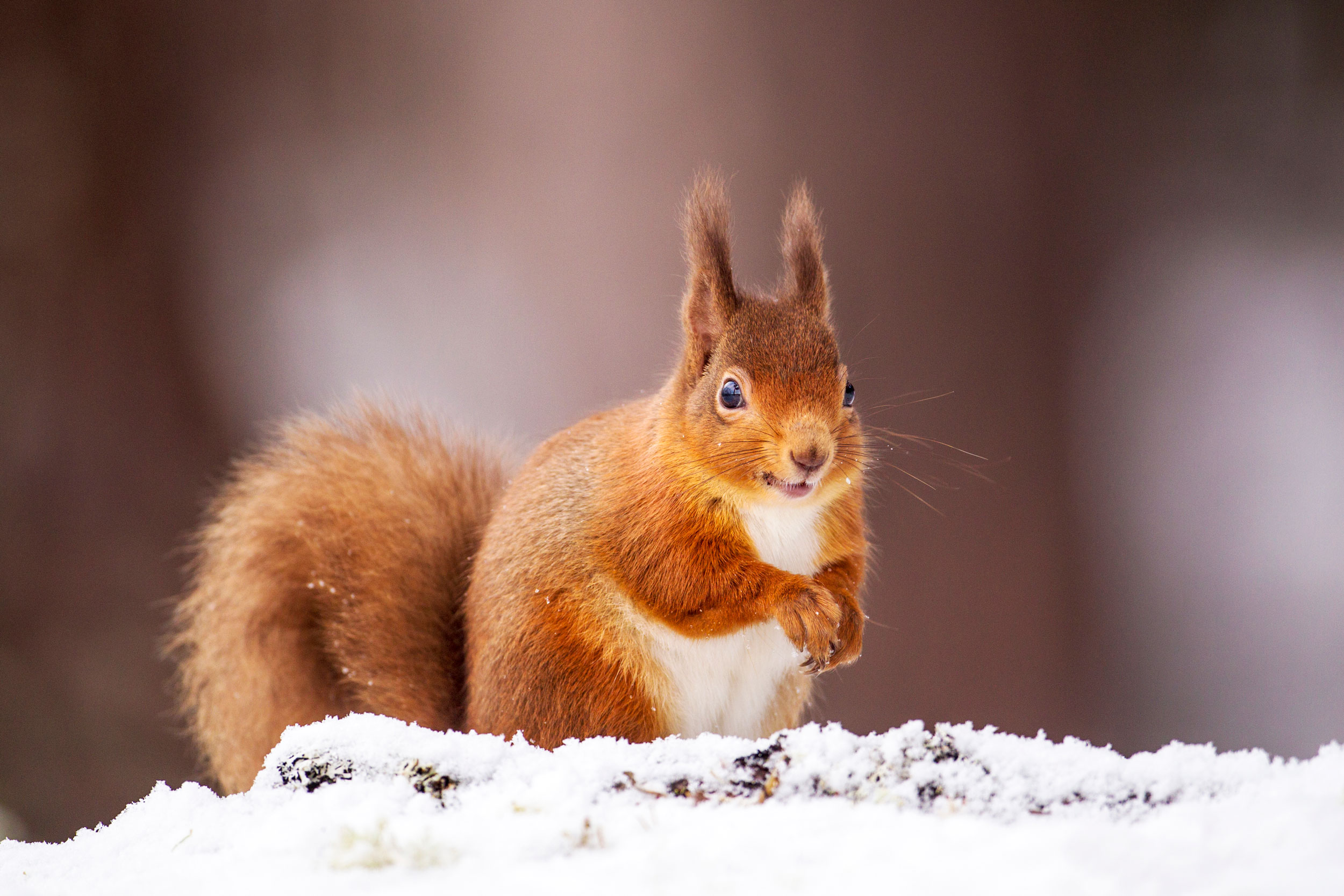 Red squirrel in snow