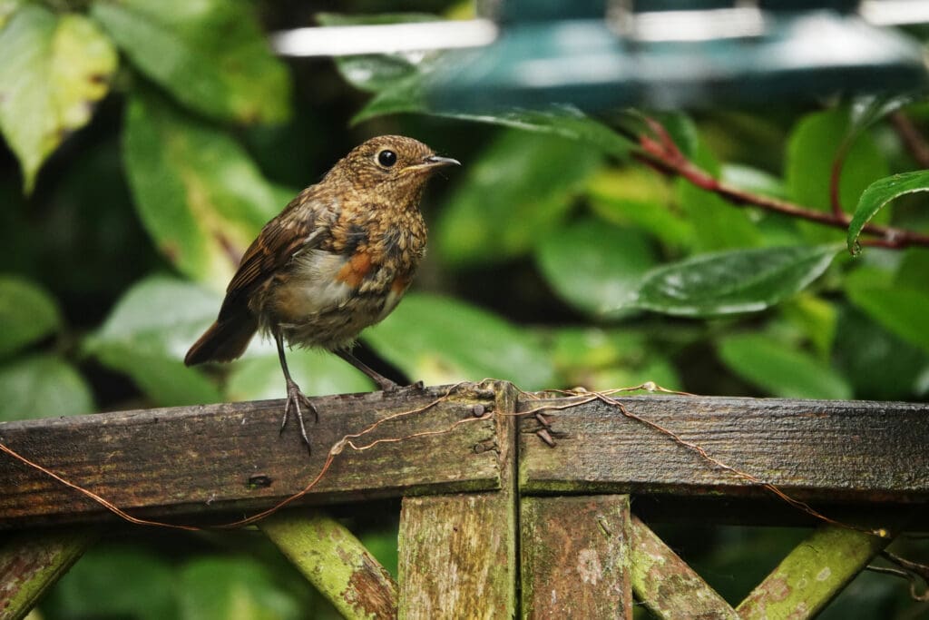 Robin in garden