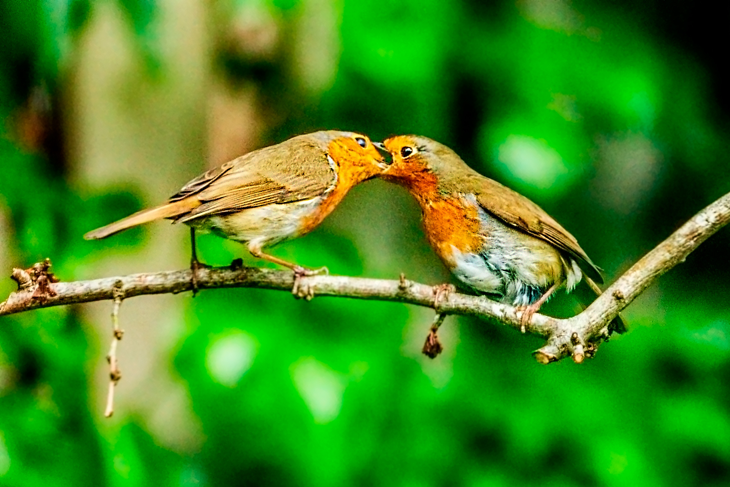 Two robins performing courtship feeding on a twig