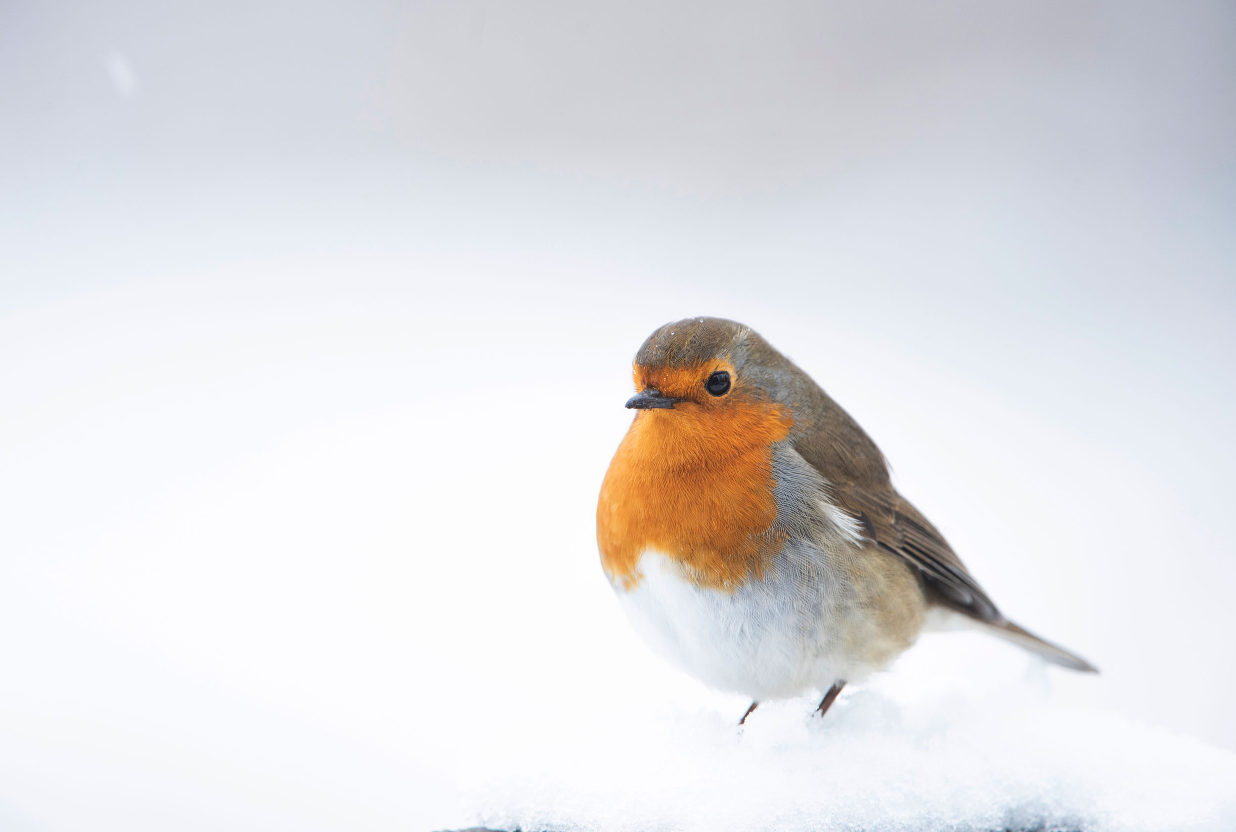 Robin in the snow