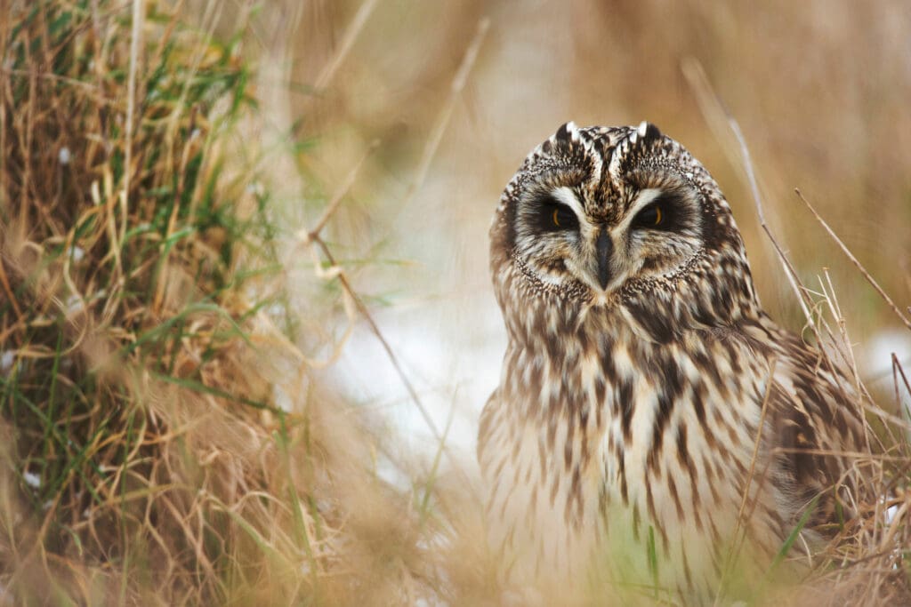 Short-eared Owl in grassland