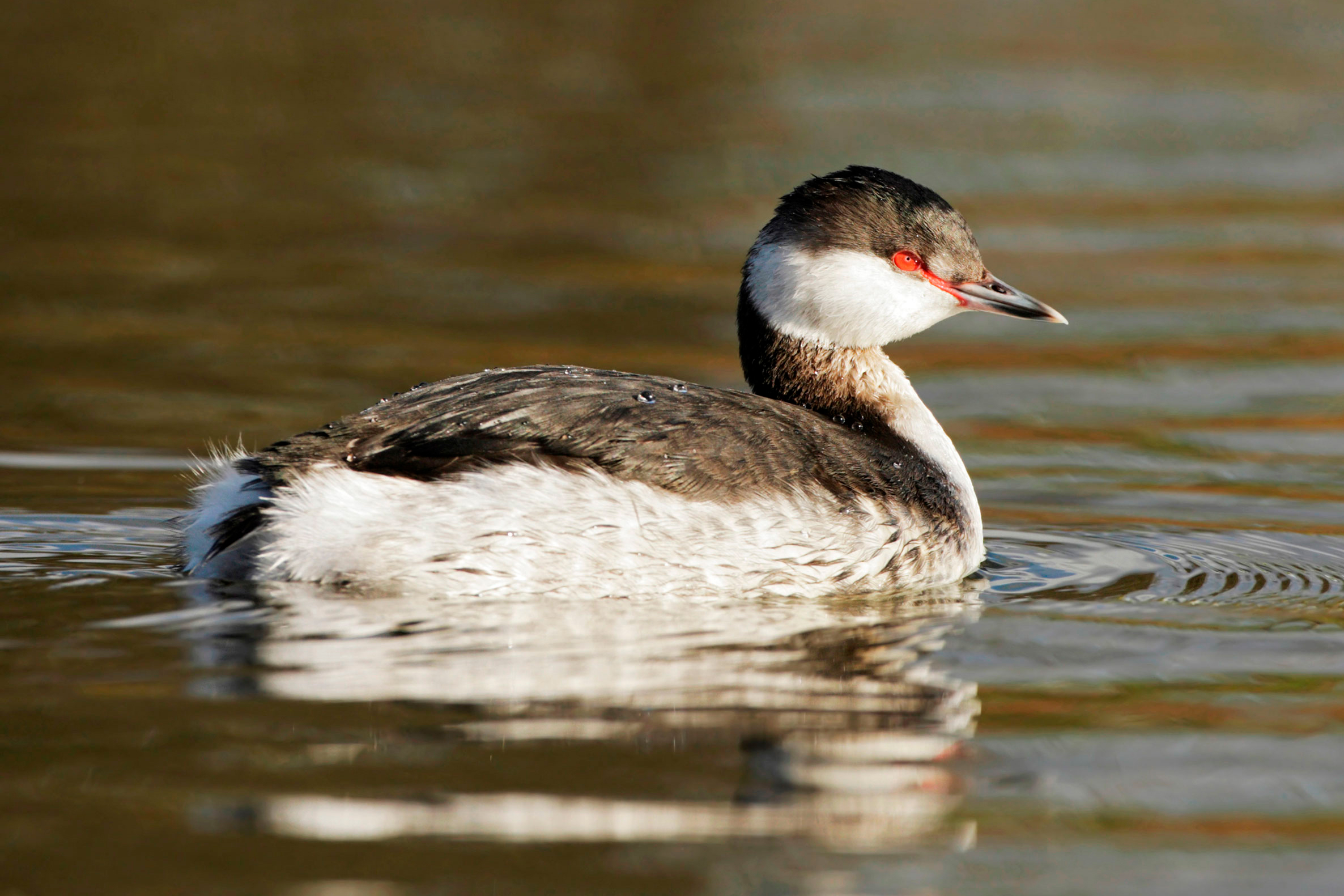 Slavonian Grebe on water