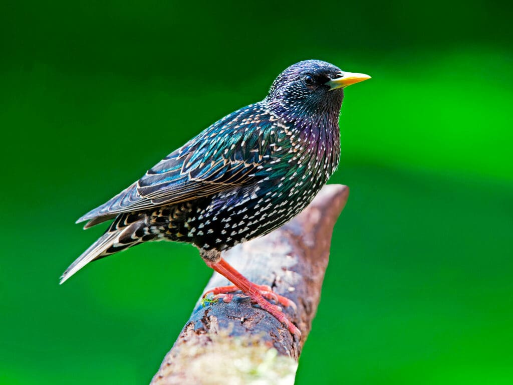 Starling on branch