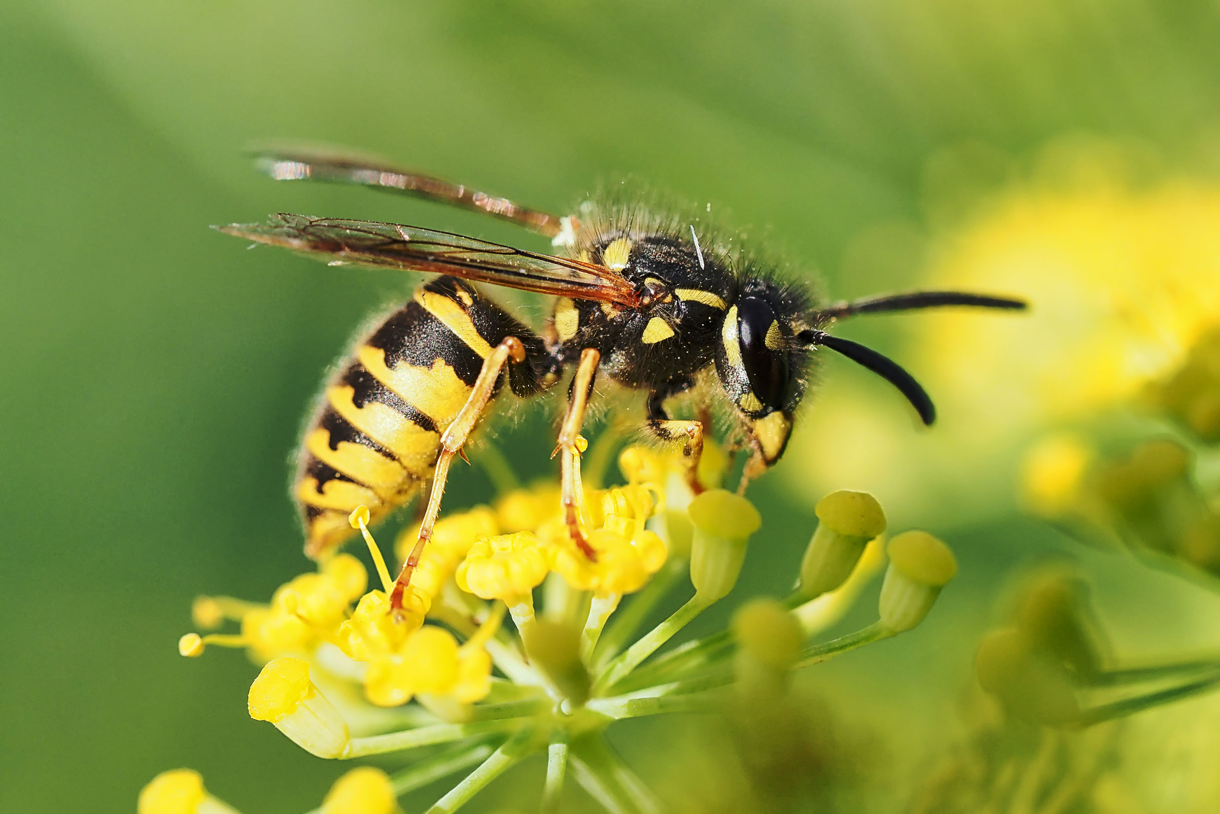 Wasp on flower