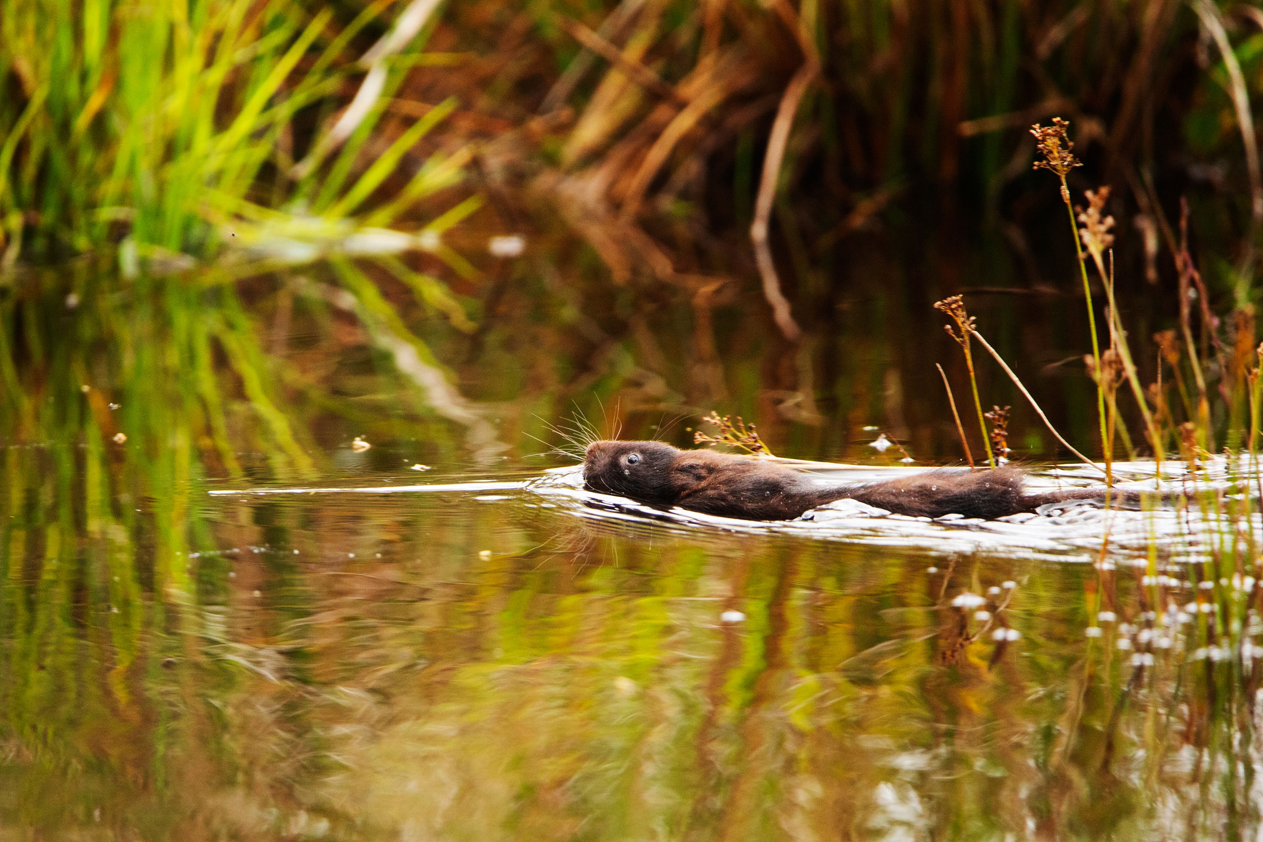 Water vole swimming in a river