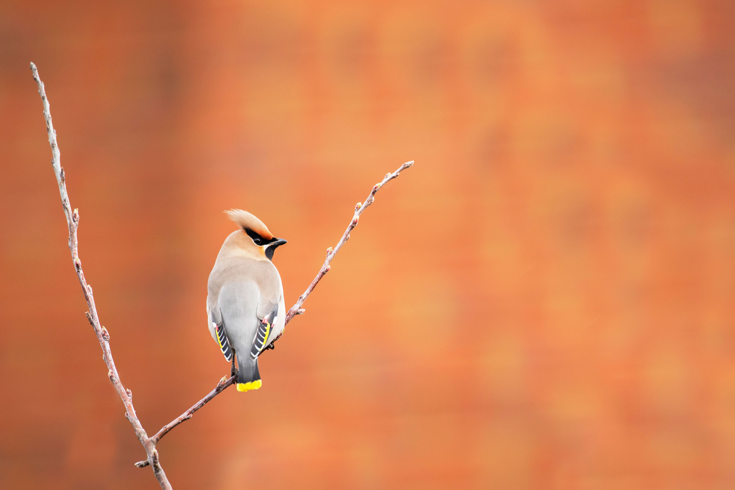 Waxwing on a branch