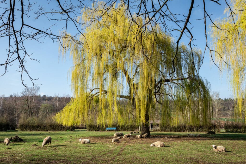 Willow tree in field surrounded by sheep