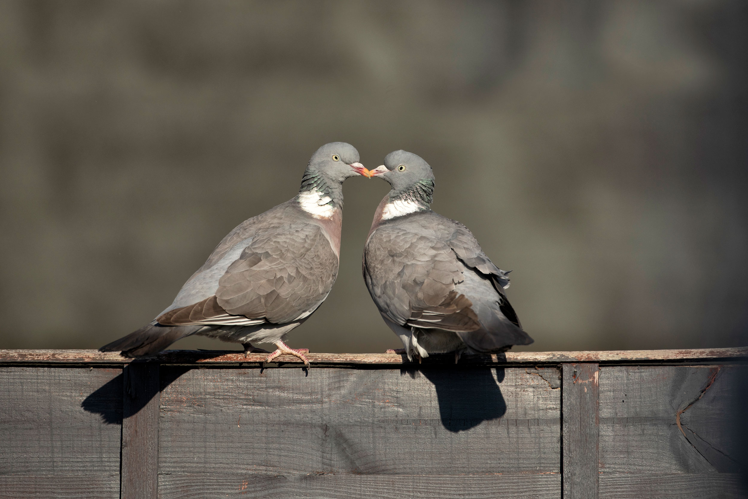 Woodpigeons on a branch beak to beak