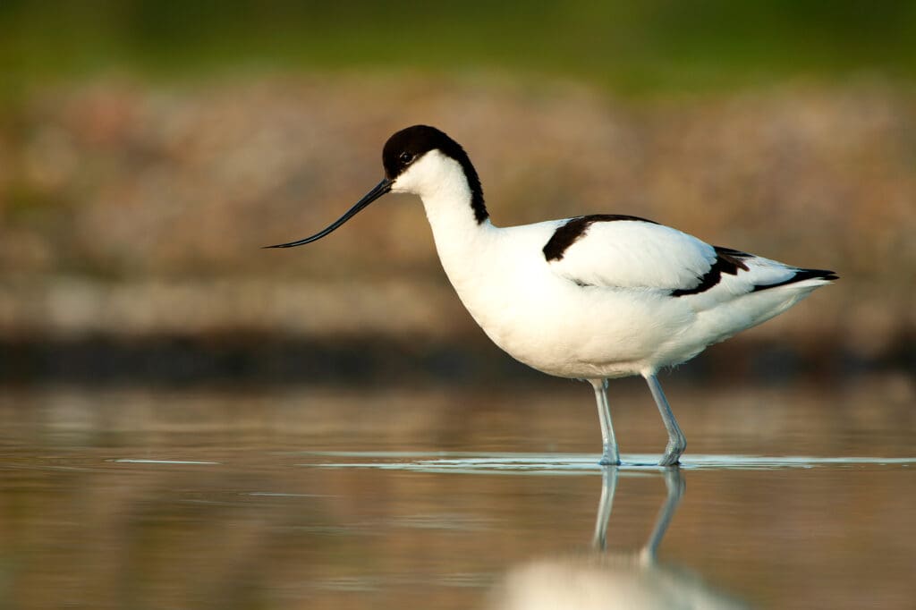 An elegant black and white wading bird with an upcurved bill (Avocet) in water.