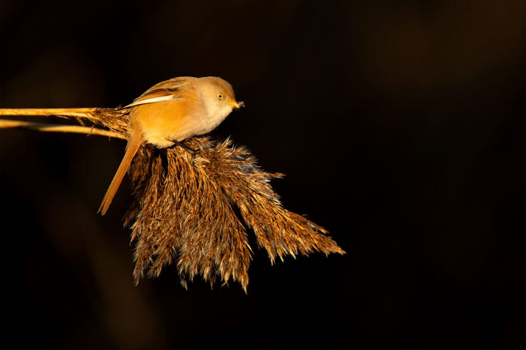 A small brown bird (female Bearded Tit) perched on the seed head of a reed.